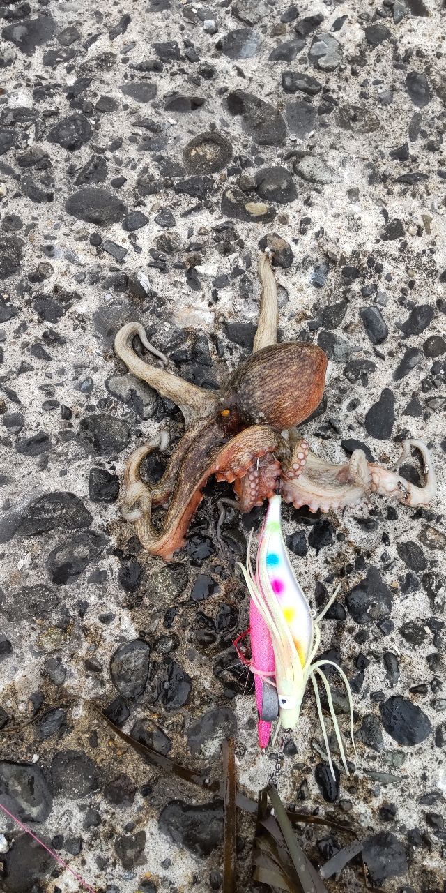 タコ