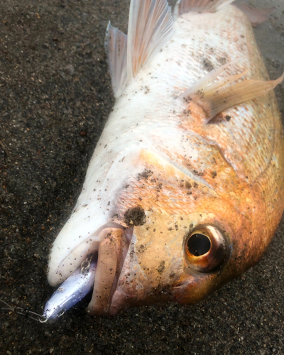 タイの釣果