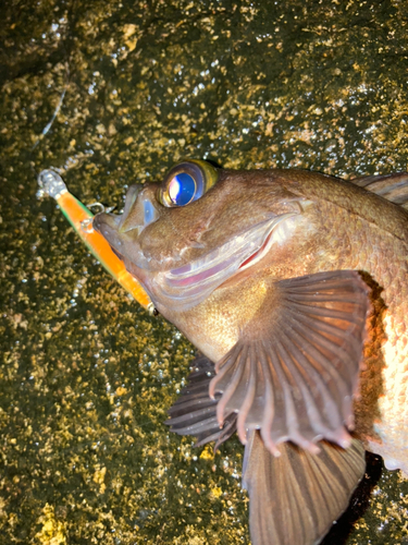 マサバの釣果