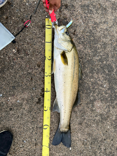 シーバスの釣果