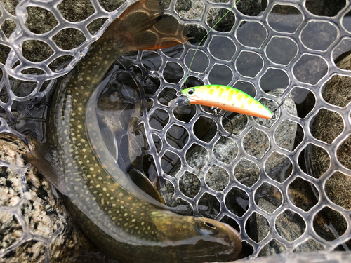 イワナの釣果