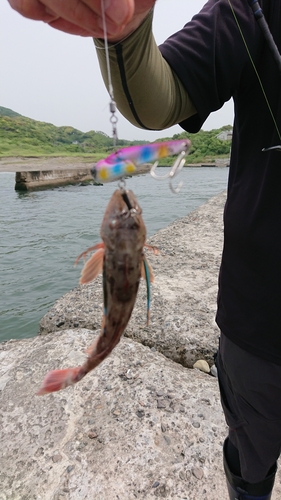 ホウボウの釣果