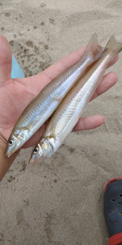 キスの釣果