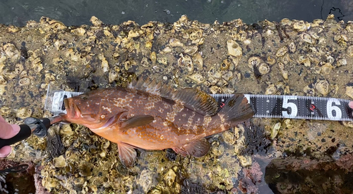 キジハタの釣果