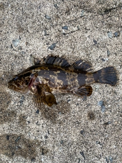 タケノコメバルの釣果