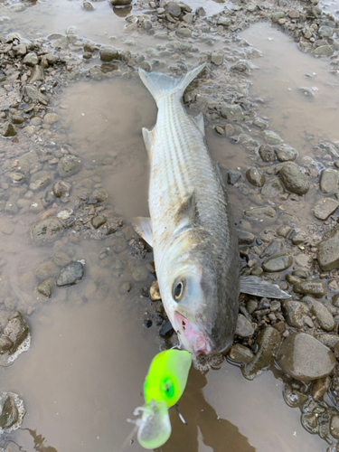 ボラの釣果