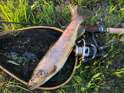 ブラウントラウトの釣果