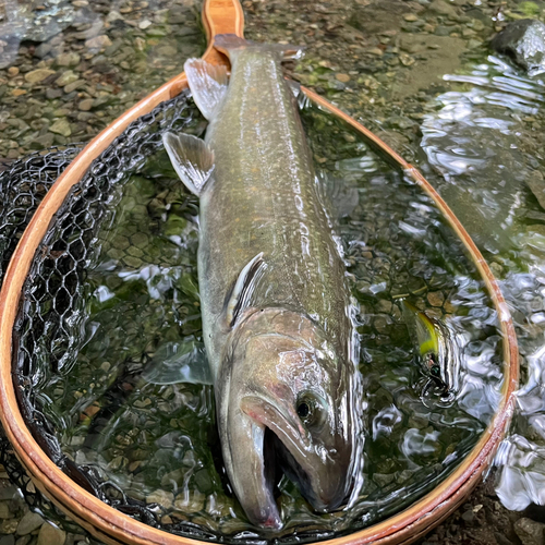 イワナの釣果