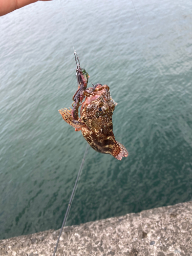 アラカブの釣果