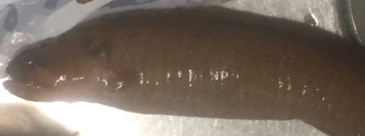 ダイナンギンポ