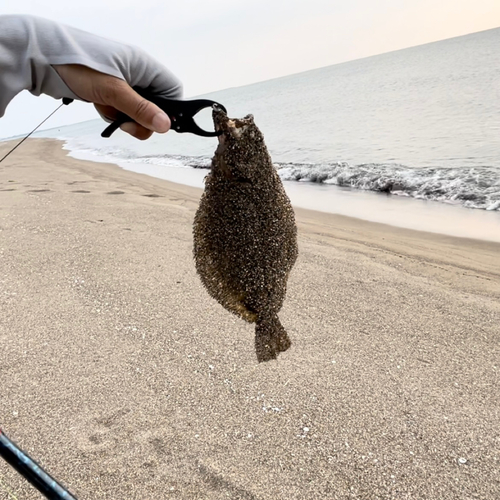 ソゲの釣果