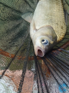 ヘラブナの釣果