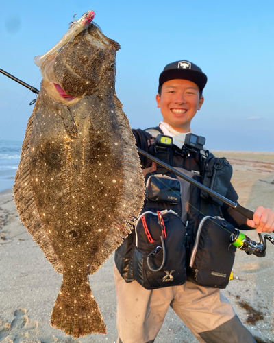 ヒラメの釣果