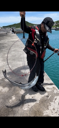 コバンザメの釣果