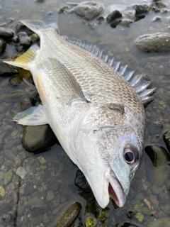 キビレの釣果