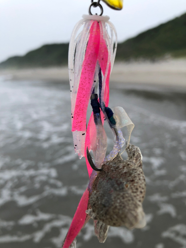 メゴチの釣果