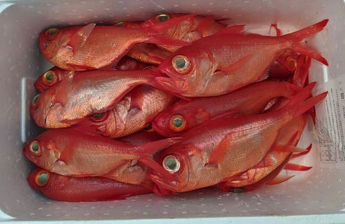 キンメダイの釣果