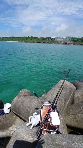 オヤビッチャの釣果