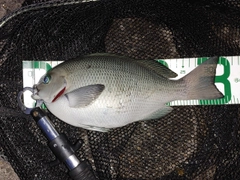 メジナの釣果