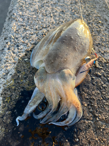 カミナリイカの釣果