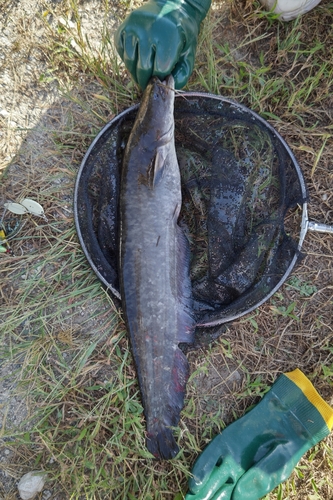 ナマズの釣果