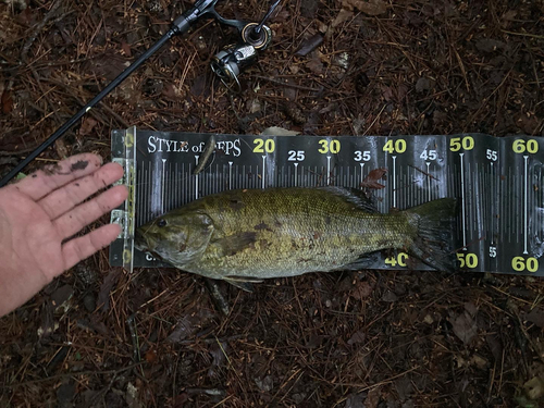 スモールマウスバスの釣果