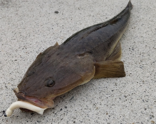 マゴチの釣果