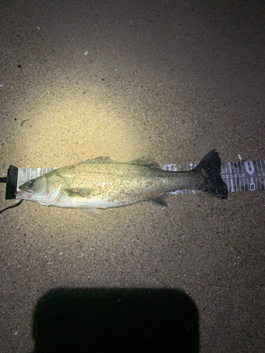 スズキの釣果