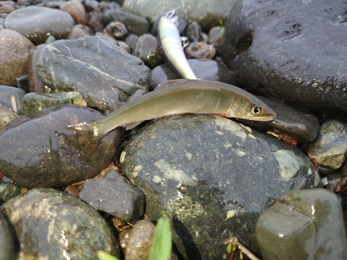 アユの釣果