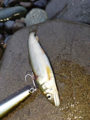 アユの釣果