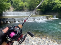 イワナの釣果