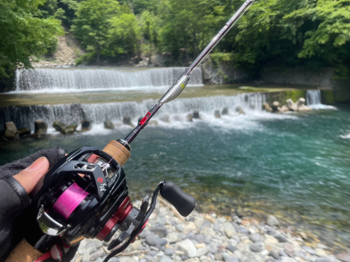 イワナの釣果