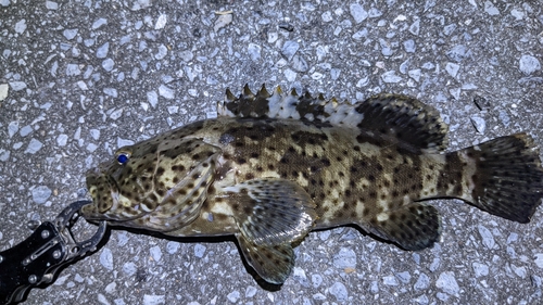 ヤイトハタの釣果