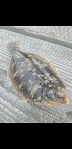 カレイの釣果