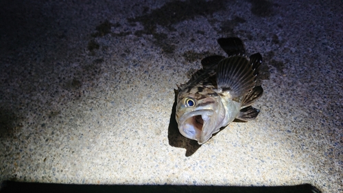 クロソイの釣果