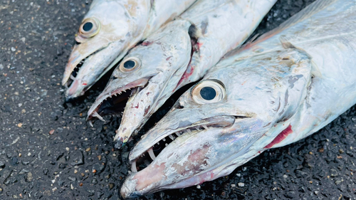 タチウオの釣果