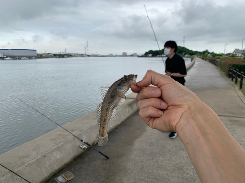 ハゼの釣果