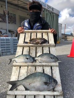 イスズミの釣果