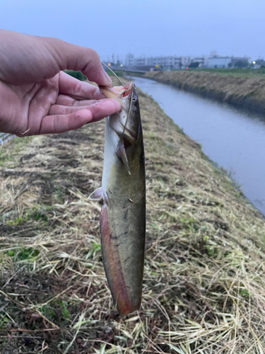 マナマズの釣果