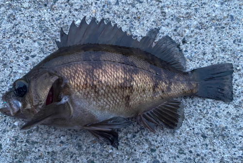 メバルの釣果