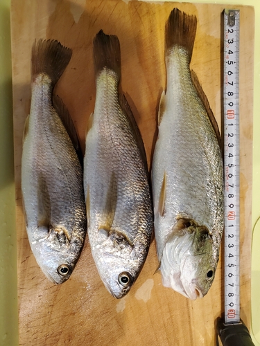 イシモチの釣果