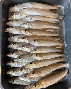 シロギスの釣果