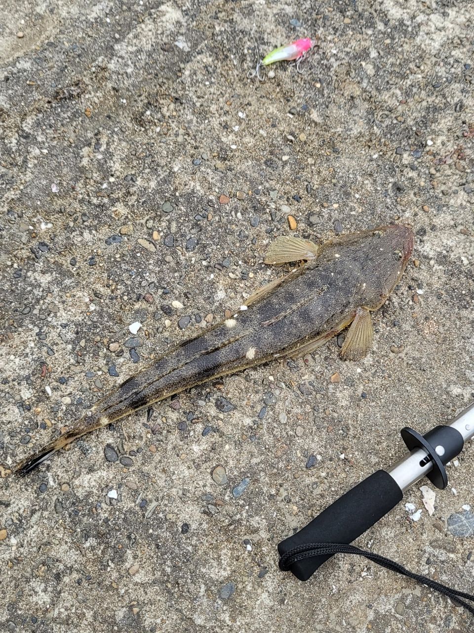 マゴチ