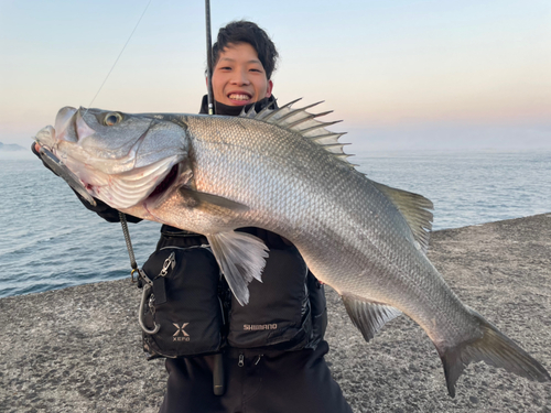 ヒラスズキの釣果