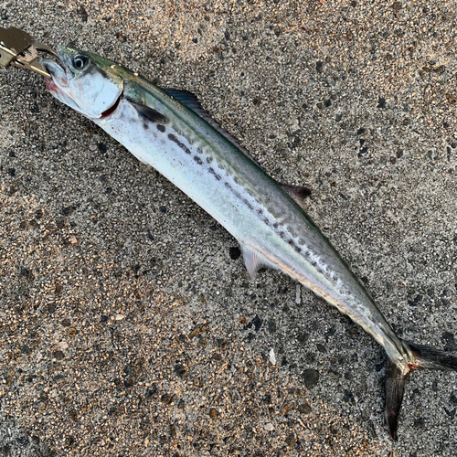 サゴシの釣果