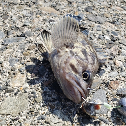 クロソイの釣果