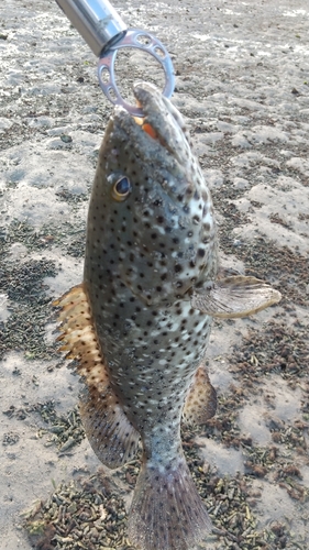 ヤイトハタの釣果