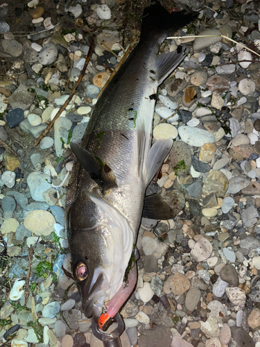 スズキの釣果