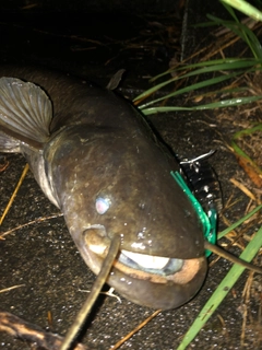 ナマズの釣果