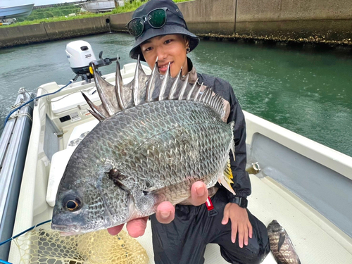 チヌの釣果